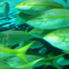 elwoodaqua Avatar image